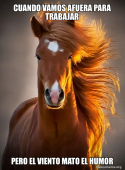 Ridiculously photogenic horse