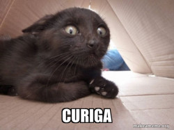 Schitzo Cat