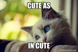 First World Cat Problems