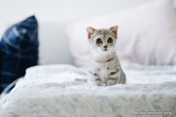Cute Kitten