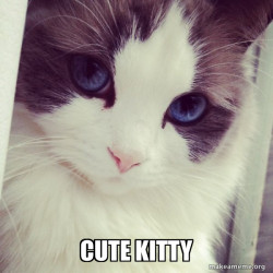 Ridiculously Photogenic Cat