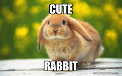Regretful Rabbit