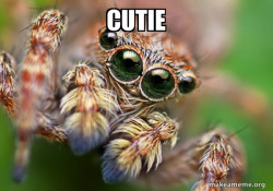 Hipster Spider