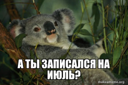 Laid Back Koala
