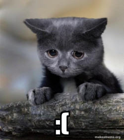 Confession Cat