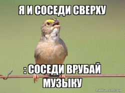 Common Opinion Sparrow