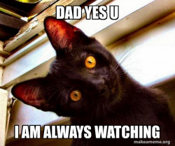 Overly Attached Cat