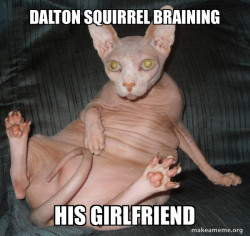 Hairless Cat