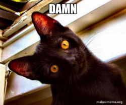 Overly Attached Cat