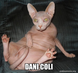 Hairless Cat