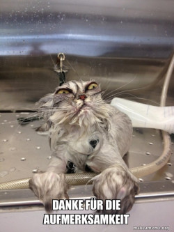 Cat Bath Returns