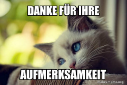 First World Cat Problems