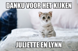 Cute Kitten