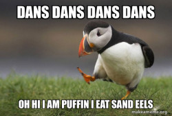 dansing puffin