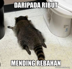 Drunk Raccoon