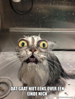 Cat bath