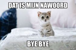 Cute Kitten