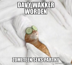 Pampered Cat Meme
