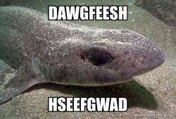 Dirty Joke Dogfish