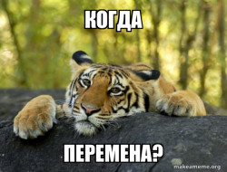 Confession Tiger