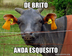 Hairless Cow
