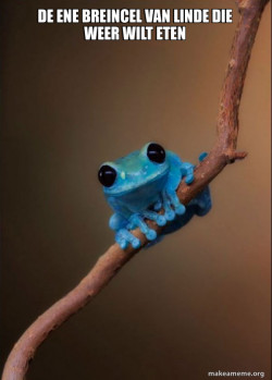 Small Fact Frog
