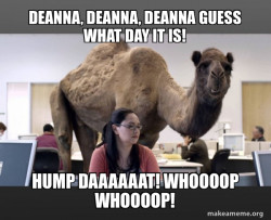 Hump Day Camel
