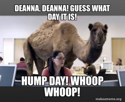 Hump Day Camel