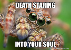 Hipster Spider
