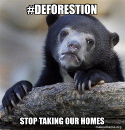 Confession Bear