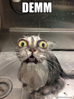 Cat bath