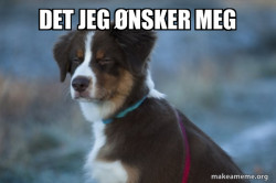Unsure Dog
