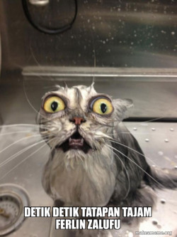 Cat bath