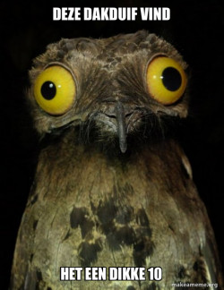 Weird Stuff I do Potoo