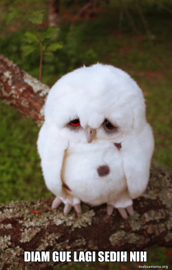 Sad Owl