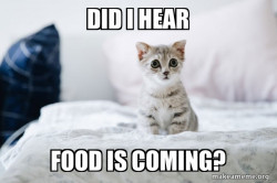 hungry kitten