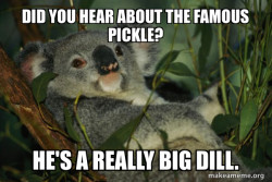 Laid Back Koala