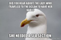 Stuff That Didn't Happen Seagull