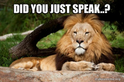 Contemplative Lion