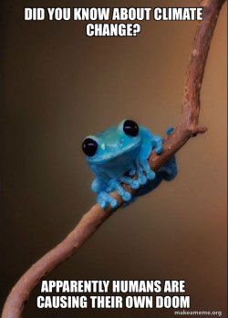 Small Fact Frog