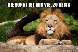 Contemplative Lion