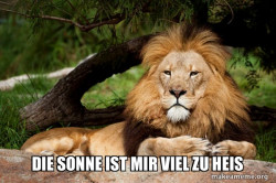 Contemplative Lion