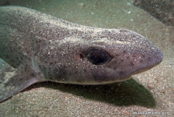 Dirty Joke Dogfish