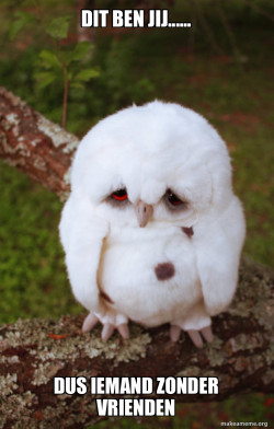 Sad Owl