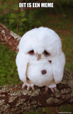 Sad Owl