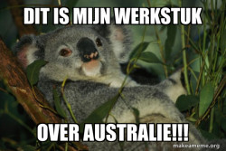 koala