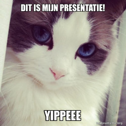 Ridiculously Photogenic Cat