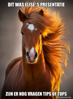 Ridiculously photogenic horse