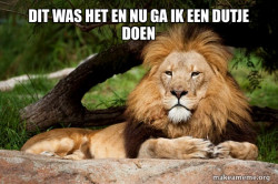 Contemplative Lion