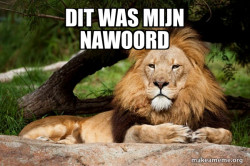 Contemplative Lion